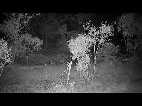 Djuma: Genet on the prowl - 22:22 - 09/23/21