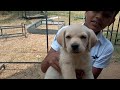 Labrato Popy SL Dog Little Popy