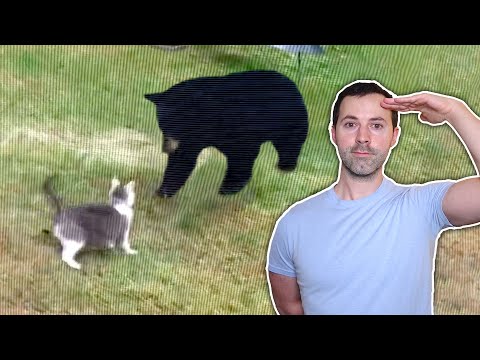 Cats Being Badass: A Tribute