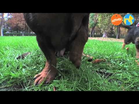 Elige tu raza - Teckel / Perro salchicha - Más que perros y gatos 6 | Fundación Affinity