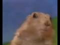 Evil Weasel
