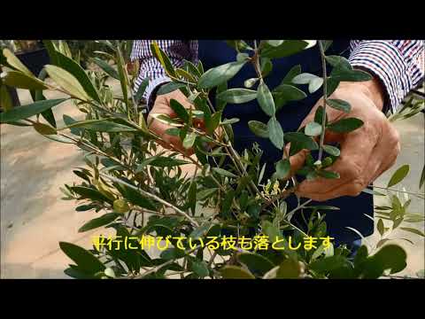 鉢植えのオリーブの木の手入れ方法は？取り入れるべき正しい行動！  庭園