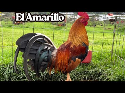 Para Show Yellow Leg Hatch Brownred Kelso Sweater Grey Outdoor Indoor Pens Rancho El Amarillo 2025