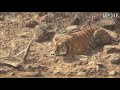 Tigress vs Dhole Pack - Tigress chases off Dhole Pack