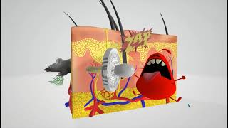 Sensory Receptors (Mnemonic)