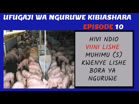 , title : 'EPISODE 10: UFUGAJI WA NGURUWE KIBIASHARA/ viinilishe (5) Muhimu, Katika Lishe ya Nguruwe'
