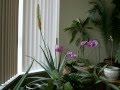 Timelapse of Aloe Vera flower (The dance of the ...