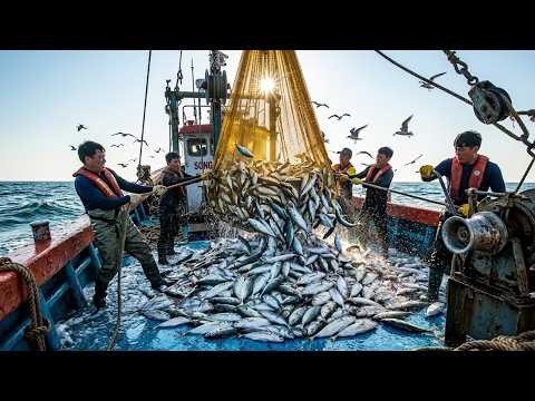 The Ocean Jackpot! 🌊 Massive Purse Seine Catch Fills the Boat to the Brim!