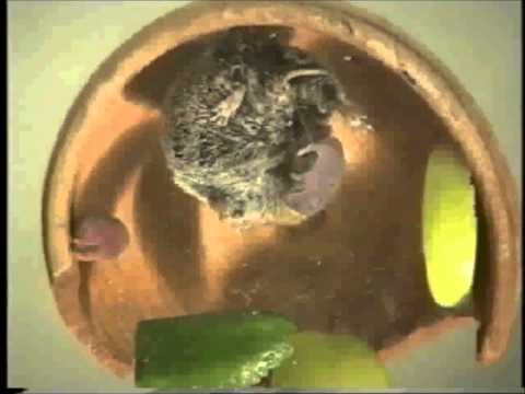 Birth in voles
