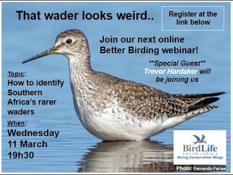 Better Birding Webinar Rare Waders