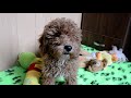 Toy Poodle cachorro en venta