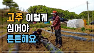 고추 튼튼하게 잘 심는 가장 기본적인 방법 이번엔 간단하게 우리 먹을꺼 300주