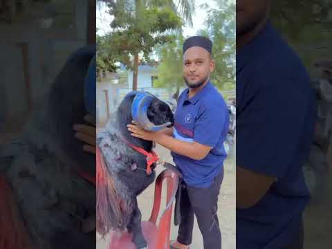 Exotic Karnataka sheep massage #goat #viral #sheepfarming #sheephusbandry #sheep #sheepday