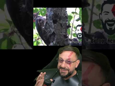 Pica-pau-da-banda-branca em Cândido Godói RS #biologohenrique #animais #bichoesperto #biologo