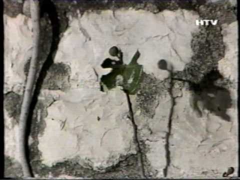 Maslina - klapa Intrade - FDK 1990