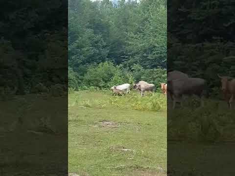 ujku i sulmon lopët