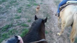 Wild West Sunset Horseback Ride with Dinner Original