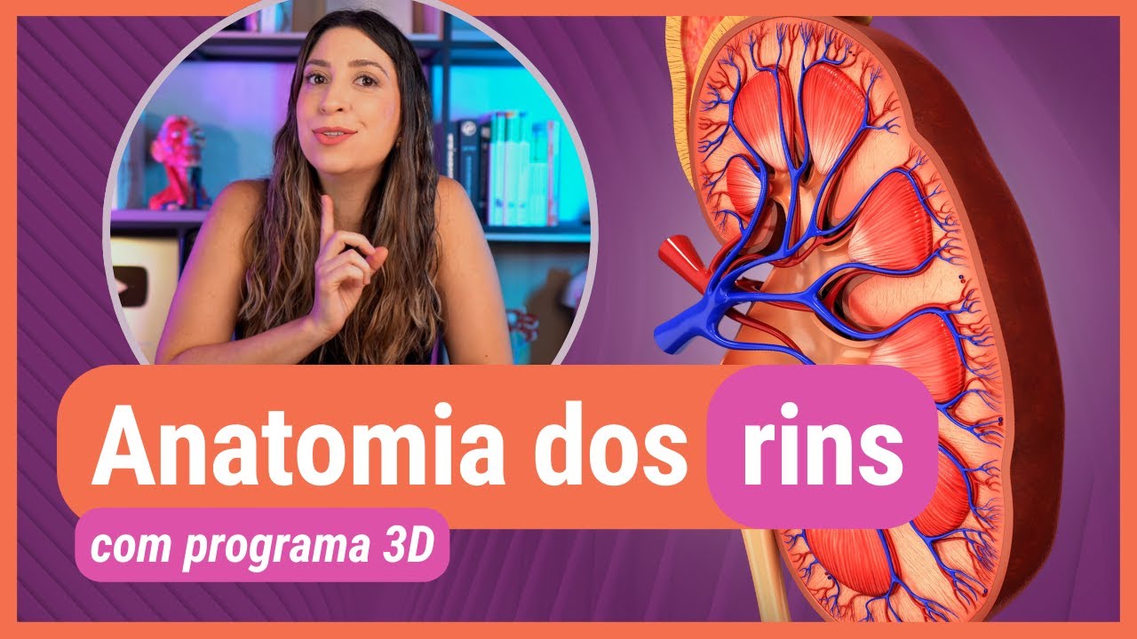 ANATOMIA DOS RINS! Com programa 3D