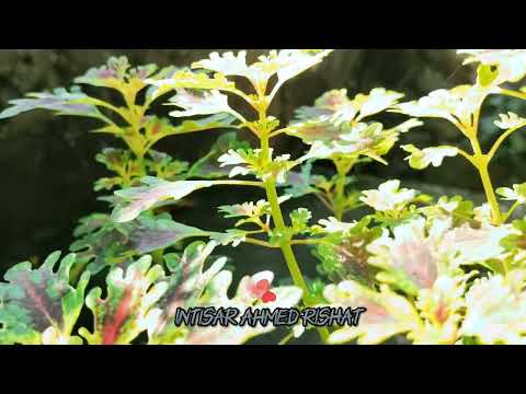 🥰 Natural beauty of my home🥰l Intisar Ahmed Rishat l