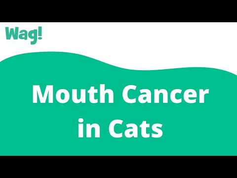 Mouth Cancer in Cats | Wag!