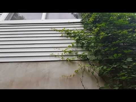 Ants use natural bridge in Lincroft, NJ