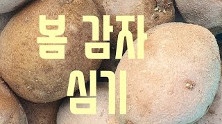 봄 감자 심기