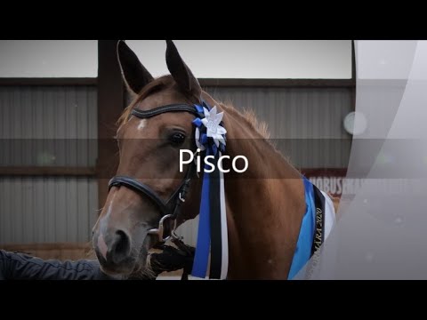 Pisco - Best 2yo trakehner mare in Estonia