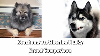 Keeshond vs. Siberian Husky: Breed Comparison