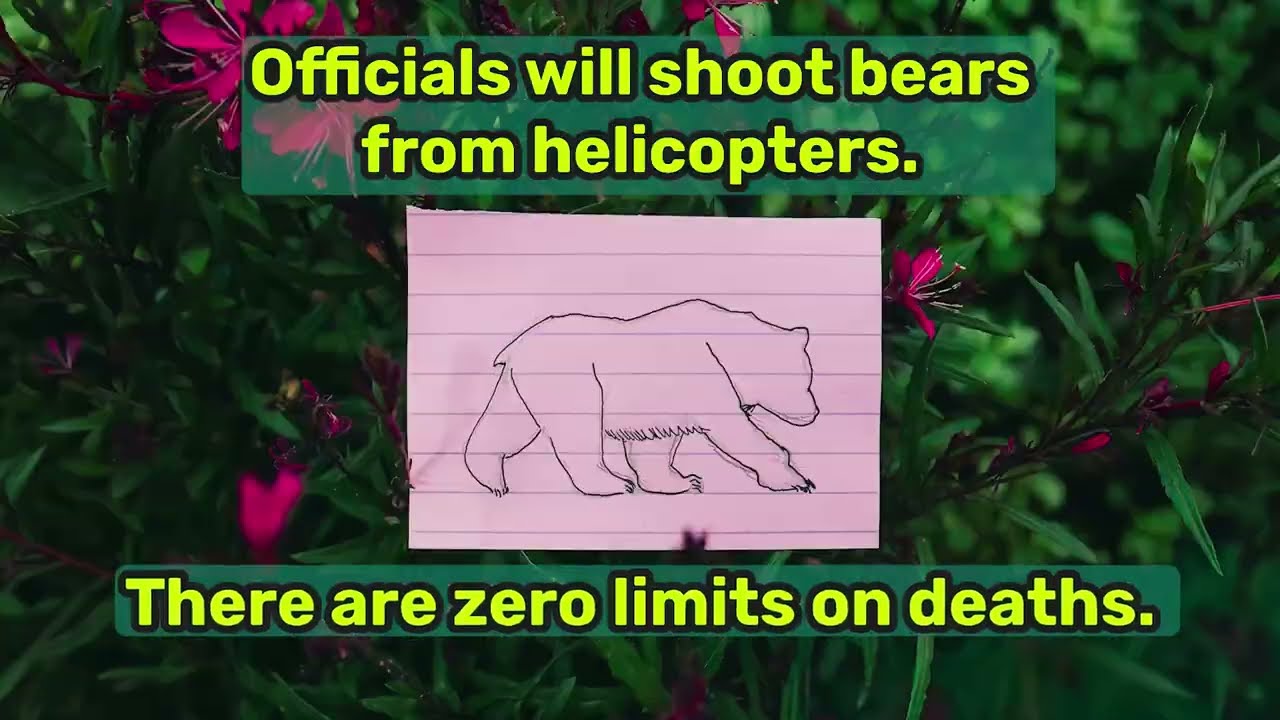 Save Alaska Bears from Aerial Gunning