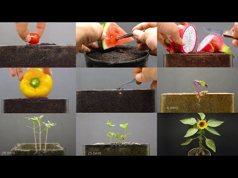 , title : 'Growing Plants Compilation #1 - 155 Days Time Lapse'