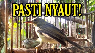 Download lagu PANCINGAN ANAKAN KOLIBRI KELAPA GACOR AMPUH UNTUK PIKAT DAN PANCINGAN mp3 Download lagu PANCINGAN ANAKAN KOLIBRI KELAPA GACOR AMPUH UNTUK PIKAT DAN PANCINGAN mp3