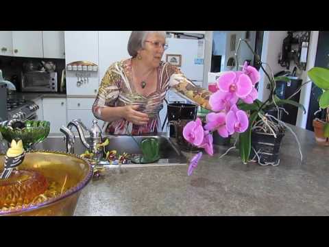 , title : 'jacolyns orchids 5 repotting and watering'