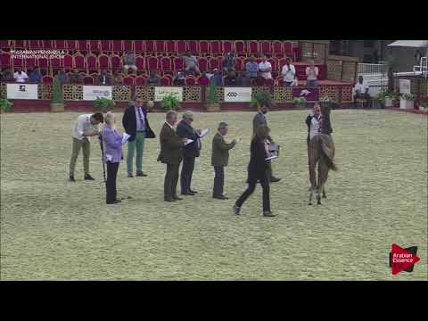 N.5 BAHRIYA AL NASSER - 2019 Qatar Int. Peninsula show - Yearling Fillies (Class 1A)