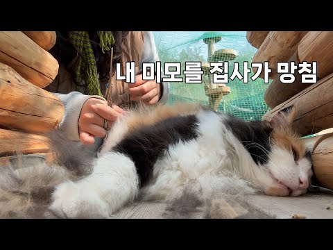 볼일 보고 며칠 만에 왔더니 장모냥이 털이 엉켜버림.
