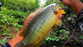 Download lagu Gila...! Spot yang di tutupi tumbuhan air tempat ikan betok monster mengintai umpanku mp3