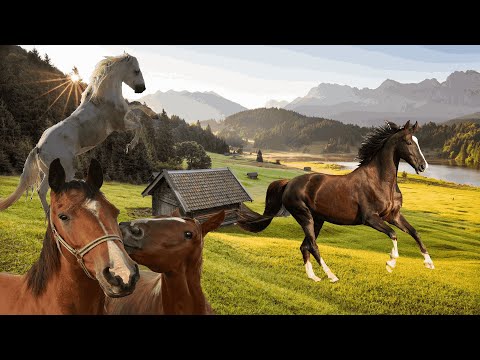 CON NGỰA || NHONG NHONG NHONG CHA LÀM CON NGỰA