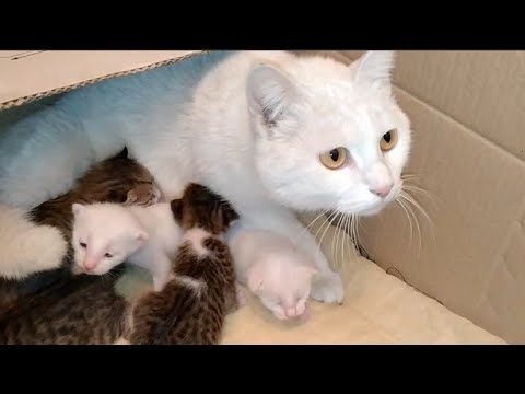 Mother Cat Protecting Her Kittens When She Smells Danger And Unknown Meowing