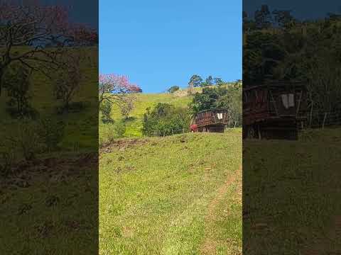 Os Morro de Altamira do Paraná #gado #pecuarista #fazenda #vaca
