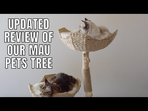 Updated Review of Our Mau Pets Cat Tree