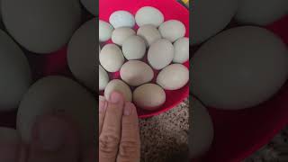  Crazy Chickens So Funny! Let's Collect Today's Eggs! #fun #happy #home #backyardchickens #love 