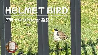 【ゴールドコースト】我が家でのあだ名は「ヘルメットバード」!?Plover(プローバー)のほっこり家族に出会った日