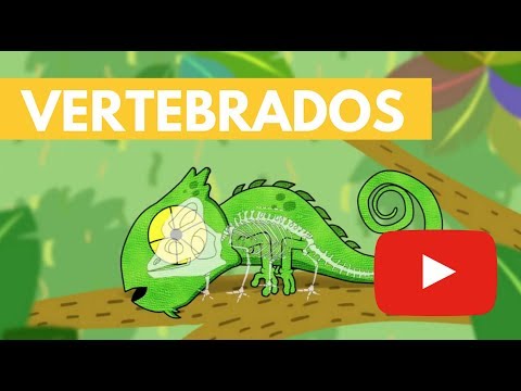 Vertebrados | Camaleón