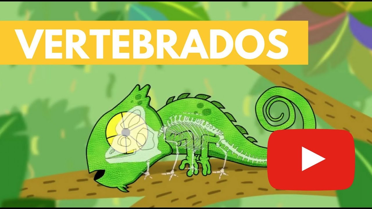 Vertebrados | Camaleón