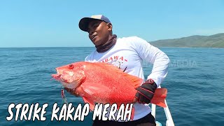 Download lagu Menaklukkan Kakap Merah & Kurisi di Laut Selatan Bima | MANCING MANIA STRIKE BACK (17/11/24) Part 1 mp3 Download lagu Menaklukkan Kakap Merah & Kurisi di Laut Selatan Bima | MANCING MANIA STRIKE BACK (17/11/24) Part 1 mp3