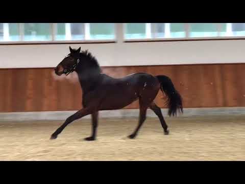 3j. Wallach Grey Flanell x Wolkentanz