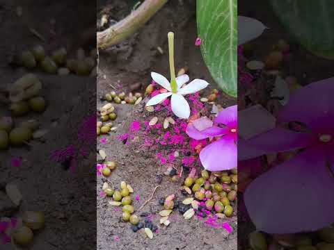 Parthiv Puja #savan #mahadev  #puja #shiv #omnamahshivaya #shiva #shambhu  #bholenath #shankar #song