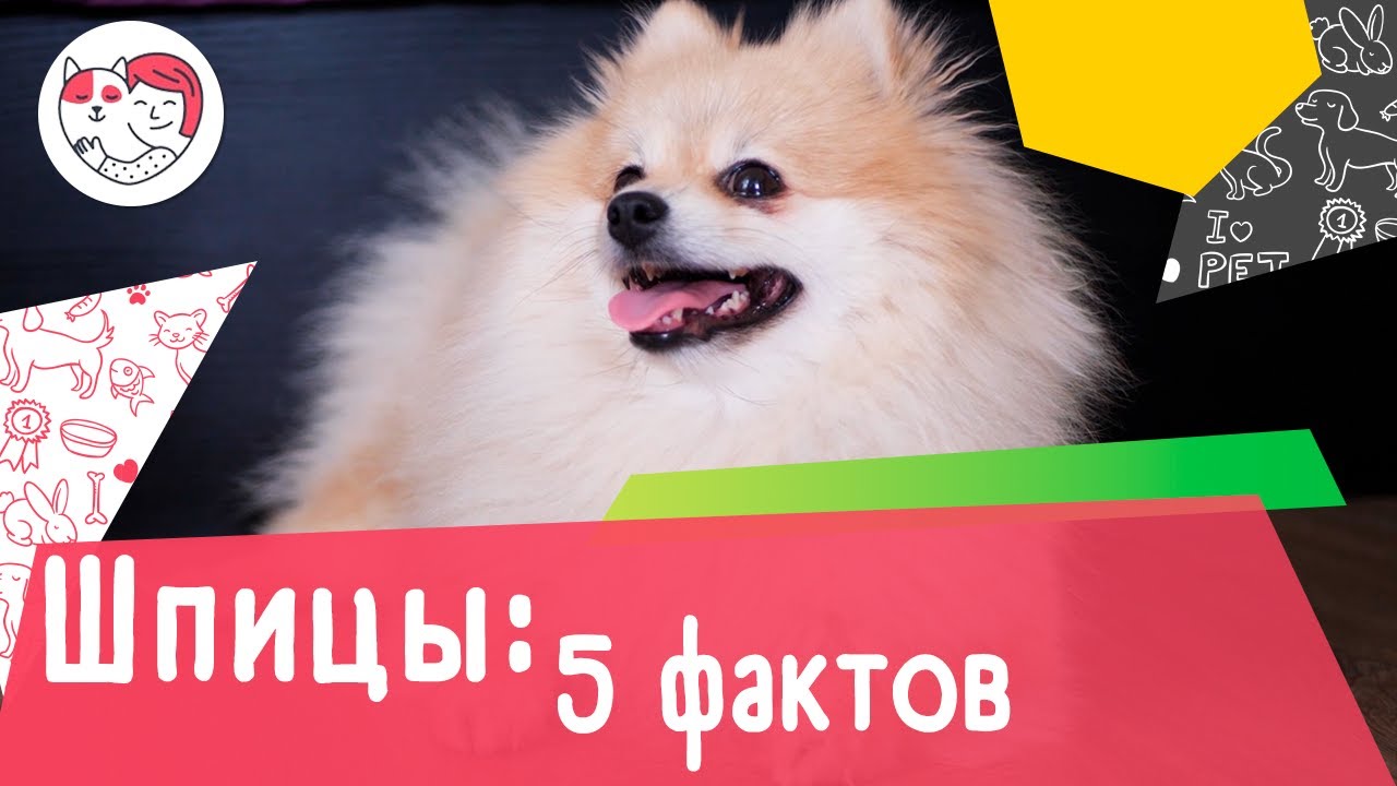 5 интересных фактов о померанских шпицах