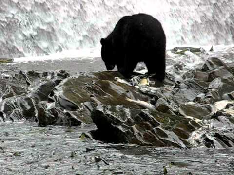 download lagu mp3 mp4 Salmon Egg Molds, download lagu Salmon Egg Molds gratis, unduh video klip Salmon Egg Molds