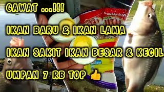 Download lagu ' Umpan 7 Ribu ' Racikan Terbaru Pelet Jitu Buat Mancing Ikan Mas Kolam Harian mp3
