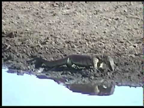 Pete's Pond on Mashatu, 120113